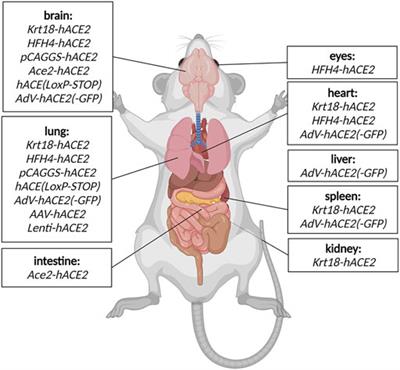 Advances in Modelling COVID-19 in Animals
